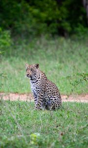 Preview wallpaper leopard, animal, grasses, wildlife