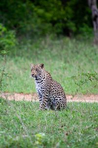 Preview wallpaper leopard, animal, grasses, wildlife