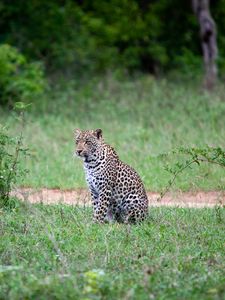 Preview wallpaper leopard, animal, grasses, wildlife