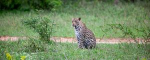 Preview wallpaper leopard, animal, grasses, wildlife