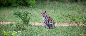 Preview wallpaper leopard, animal, grasses, wildlife