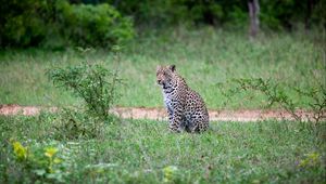 Preview wallpaper leopard, animal, grasses, wildlife