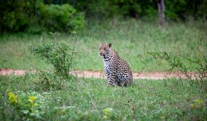 Preview wallpaper leopard, animal, grasses, wildlife