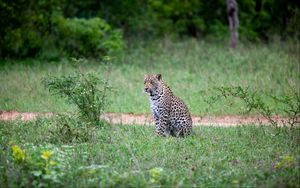 Preview wallpaper leopard, animal, grasses, wildlife