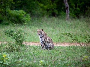 Preview wallpaper leopard, animal, grasses, wildlife