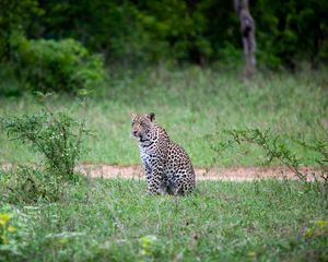 Preview wallpaper leopard, animal, grasses, wildlife