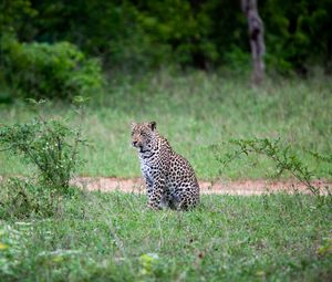 Preview wallpaper leopard, animal, grasses, wildlife