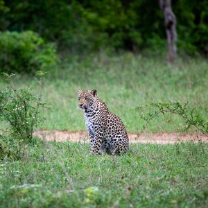 Preview wallpaper leopard, animal, grasses, wildlife