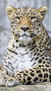 Preview wallpaper leopard, animal, predator, big cat