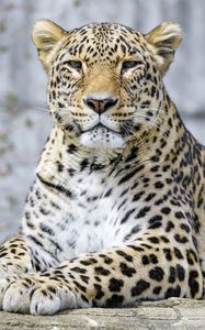 Preview wallpaper leopard, animal, predator, big cat