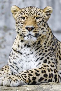 Preview wallpaper leopard, animal, predator, big cat