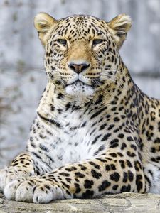 Preview wallpaper leopard, animal, predator, big cat