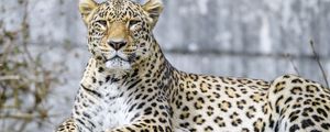 Preview wallpaper leopard, animal, predator, big cat