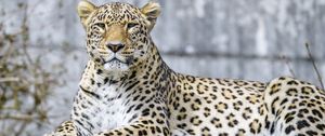 Preview wallpaper leopard, animal, predator, big cat