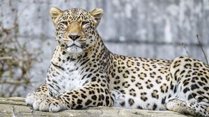 Preview wallpaper leopard, animal, predator, big cat