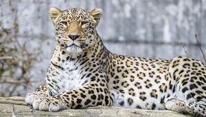 Preview wallpaper leopard, animal, predator, big cat