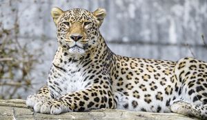 Preview wallpaper leopard, animal, predator, big cat