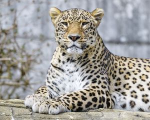 Preview wallpaper leopard, animal, predator, big cat