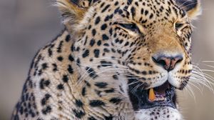 Preview wallpaper leopard, animal, predator, yawn, big cat