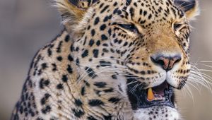 Preview wallpaper leopard, animal, predator, yawn, big cat