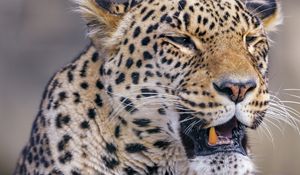 Preview wallpaper leopard, animal, predator, yawn, big cat