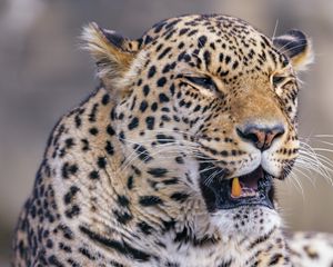 Preview wallpaper leopard, animal, predator, yawn, big cat