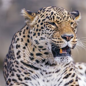 Preview wallpaper leopard, animal, predator, yawn, big cat