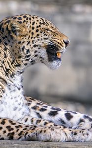 Preview wallpaper leopard, animal, predator, grin, big cat