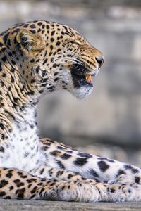 Preview wallpaper leopard, animal, predator, grin, big cat