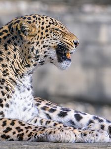 Preview wallpaper leopard, animal, predator, grin, big cat