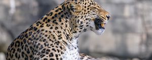 Preview wallpaper leopard, animal, predator, grin, big cat