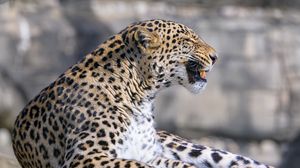 Preview wallpaper leopard, animal, predator, grin, big cat