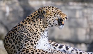 Preview wallpaper leopard, animal, predator, grin, big cat