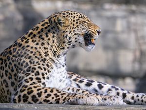 Preview wallpaper leopard, animal, predator, grin, big cat