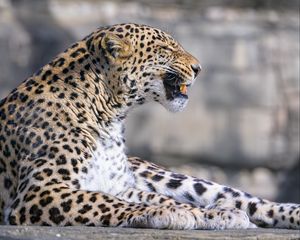 Preview wallpaper leopard, animal, predator, grin, big cat