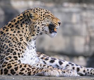 Preview wallpaper leopard, animal, predator, grin, big cat