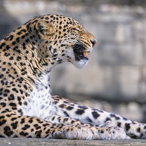 Preview wallpaper leopard, animal, predator, grin, big cat