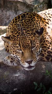 Preview wallpaper leopard, animal, predator, glance