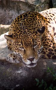 Preview wallpaper leopard, animal, predator, glance