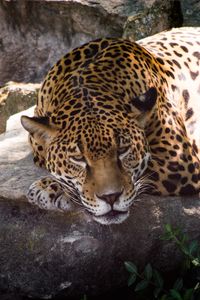 Preview wallpaper leopard, animal, predator, glance