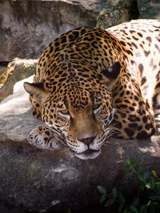 Preview wallpaper leopard, animal, predator, glance