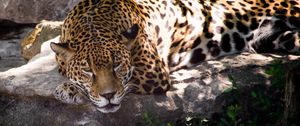 Preview wallpaper leopard, animal, predator, glance