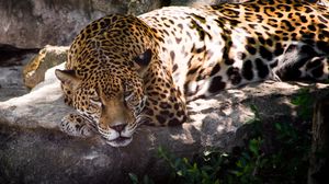 Preview wallpaper leopard, animal, predator, glance