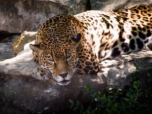 Preview wallpaper leopard, animal, predator, glance