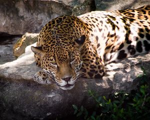Preview wallpaper leopard, animal, predator, glance