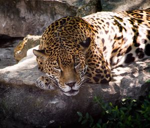 Preview wallpaper leopard, animal, predator, glance