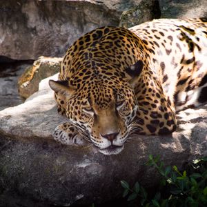 Preview wallpaper leopard, animal, predator, glance