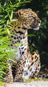 Preview wallpaper leopard, animal, predator, wildlife