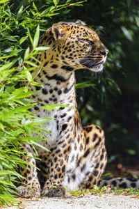 Preview wallpaper leopard, animal, predator, wildlife