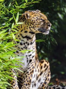 Preview wallpaper leopard, animal, predator, wildlife